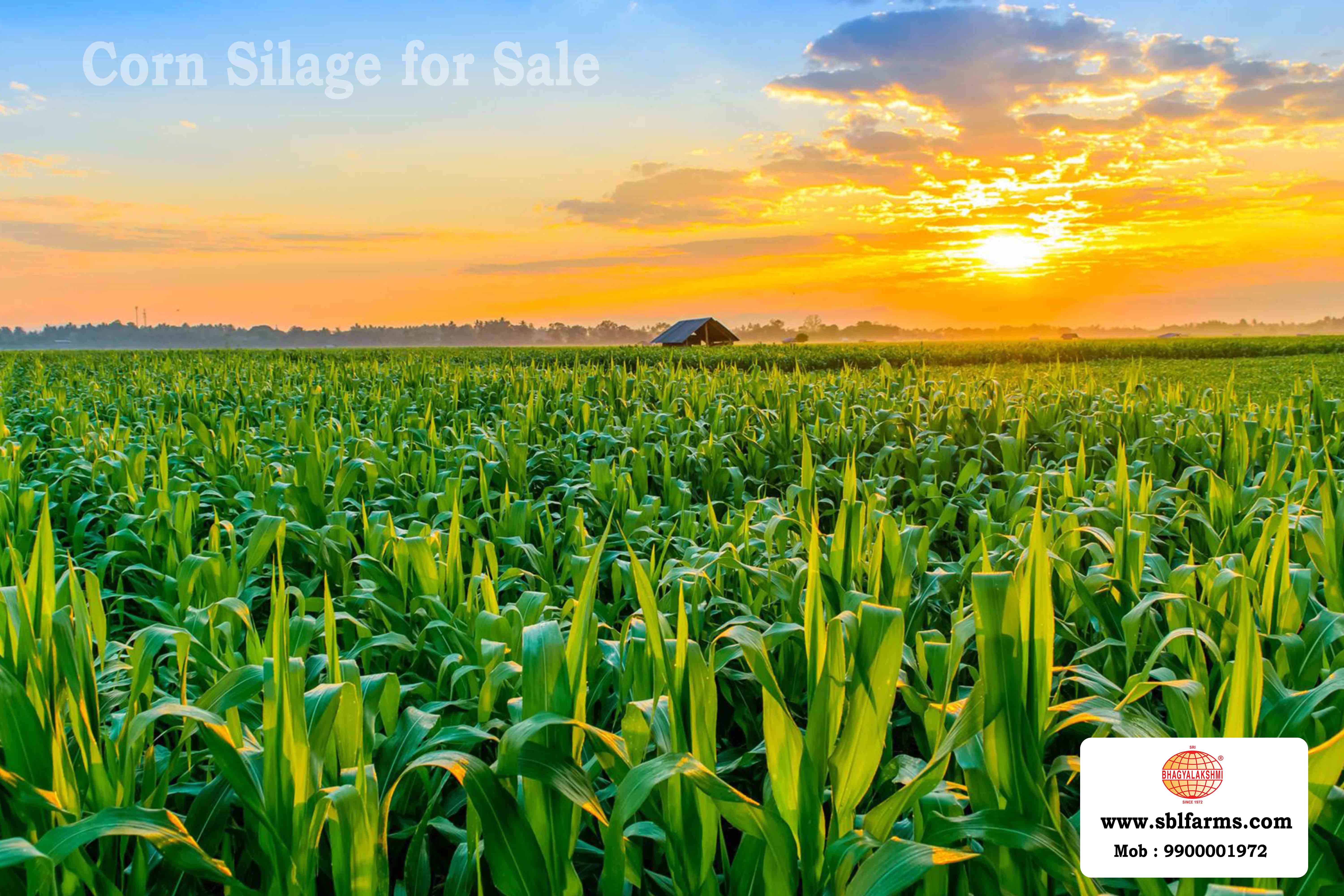 Corn Silage Suppliers in Bangalore | Corn Silage for Sale  |  Corn Silage, Baby Corn Silage manufacturers, suppliers & exporters in Bangalore | corn silage for sale in bangalore |  Sri Bhagyalakshmi Farms Corn Silage Bangalore| Silage Balers | Animal Feed Manufacturers | Production of Silage |Cattle feed manufacturers & suppliers - SBL Farms is solving the biggest fodder crisis in India, by supplying Silage bales, Bailing machines to dairy farmers, Cooperatives, Animal Husbandry | Best Cattle Feed Manufacturers & Silage Suppliers in India | Indias Best Baled Silage Producers